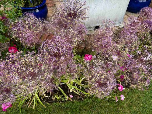 RGHS-Hill-Cottage-Garden-15-Colin-Davies-10626